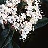 Viburnum tinus, flowers