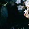 Viburnum tinus, flowers