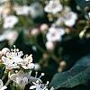 Viburnum tinus, flowers