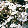 Viburnum tinus, flowers