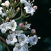 Viburnum tinus, flowers