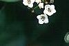 Viburnum tinus, flowers