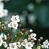 Viburnum tinus, flowers