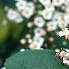 Viburnum tinus, flowers