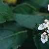 Viburnum tinus, flowers