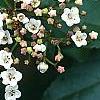 Viburnum tinus, flowers