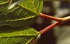Viburnum trilobum, leaves