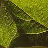 Viburnum trilobum, leaves