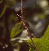 Viburnum trilobum, leaves