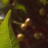 Viburnum trilobum, leaves