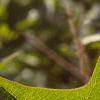 Viburnum trilobum, leaves