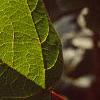 Viburnum trilobum, leaves