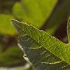 Viburnum trilobum, leaves