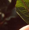 Viburnum trilobum, leaves