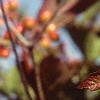 Viburnum trilobum, fruit