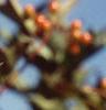 Viburnum trilobum, fruit