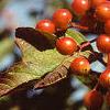 Viburnum trilobum, fruit
