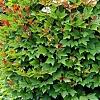 Viburnum trilobum 'Spring Red', habit