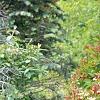 Viburnum trilobum 'Spring Red', habit
