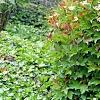 Viburnum trilobum 'Spring Red', habit