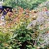 Viburnum trilobum 'Spring Red', habit
