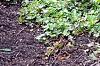 Viburnum trilobum 'Spring Red', habit