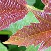 Viburnum trilobum 'Spring Red', leaves