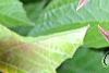 Viburnum trilobum 'Spring Red', leaves