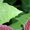 Viburnum trilobum 'Spring Red', leaves