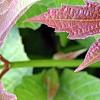Viburnum trilobum 'Spring Red', leaves