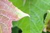 Viburnum trilobum 'Spring Red', leaves