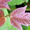 Viburnum trilobum 'Spring Red', leaves