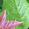Viburnum trilobum 'Spring Red', leaves