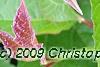 Viburnum trilobum 'Spring Red', leaves