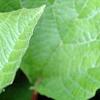 Viburnum trilobum 'Spring Red', leaves