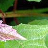 Viburnum trilobum 'Spring Red', leaves