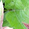 Viburnum trilobum 'Spring Red', leaves