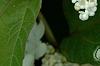 Viburnum trilobum 'Spring Red', flowers