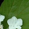 Viburnum trilobum 'Spring Red', flowers