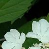 Viburnum trilobum 'Spring Red', flowers