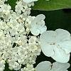 Viburnum trilobum 'Spring Red', flowers