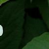 Viburnum trilobum 'Spring Red', flowers