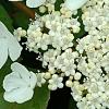 Viburnum trilobum 'Spring Red', flowers