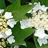 Viburnum trilobum 'Spring Red', flowers