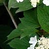 Viburnum trilobum 'Spring Red', flowers