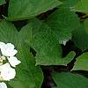 Viburnum trilobum 'Spring Red', flowers
