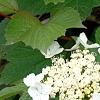 Viburnum trilobum 'Spring Red', flowers