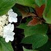 Viburnum trilobum 'Spring Red', flowers