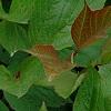 Viburnum trilobum 'Spring Red', flowers