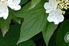 Viburnum trilobum 'Spring Red', flowers